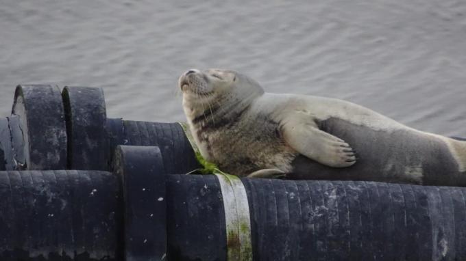 Het zeehondje lag zichtbaar te genieten.© WK