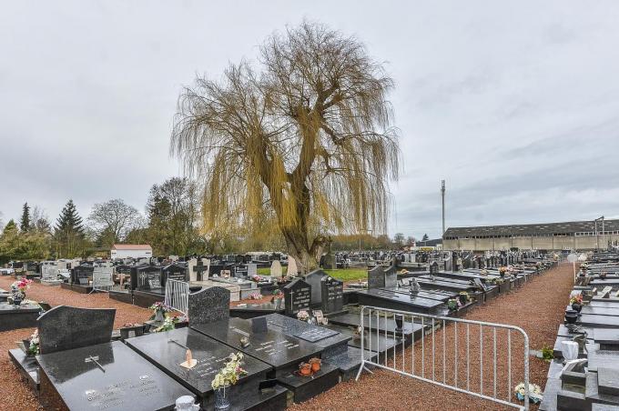 De grote treurwilg op de begraafplaats in de Komenstraat kreeg reeds heel wat te verduren.© Foto LVW