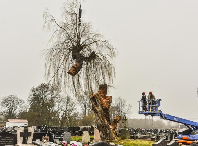 De laatste tak wordt met een telescopische kraan verwijderd. De oude treurwilg is onthoofd.© LVW