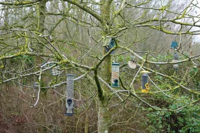 Enkele mezen doen zicht te goed aan de vele verschillende soorten voedsel die Trees voor hen ophangt.© AN