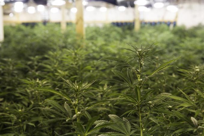 De cannabisplantage werd bij toeval ontdekt.© Getty Images