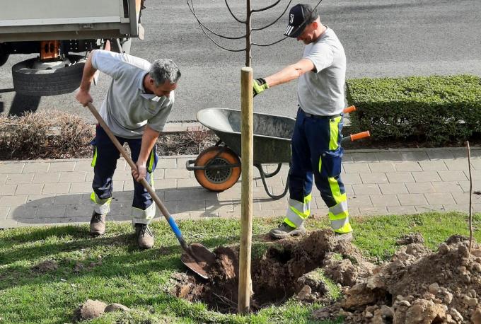 Wim Deltour en Petro Versieren van de Groendienst planten een extra boom aan in de Alfons Dassonvillelaan aan het DOC.© (Foto GF)