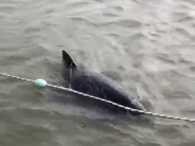 Een bruinvis was verstrikt geraakt in een net.© BB