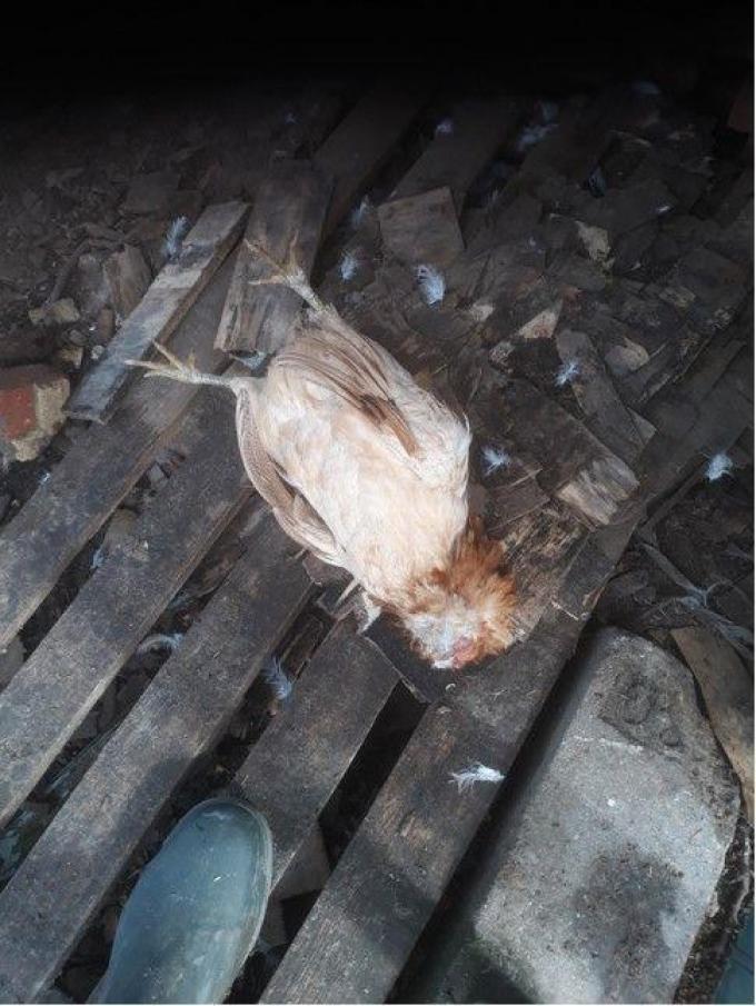Eén van de dode kippen.© FODI