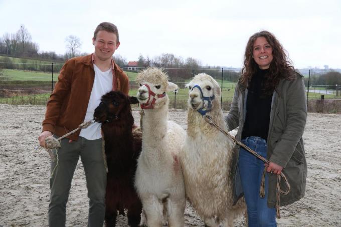 Fleur Bruggeman en Midas Debruyne met de alpaca’s Eddy, Maurice en Joey.© EF