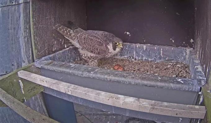 De indringster maakt het zich gemakkelijk in de nestbak nadat ze Cor heeft weg gejaagd.© Slechtvalken Zuid-West-Vlaanderen