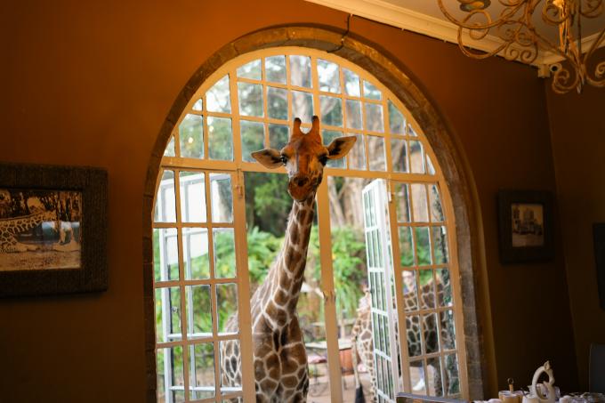 L'hôtel Giraffe Manor - Kenya