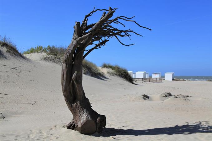 ‘Windswept’ is een creatie van de Belgische kunstenaar Els Dietvorst.© MVO
