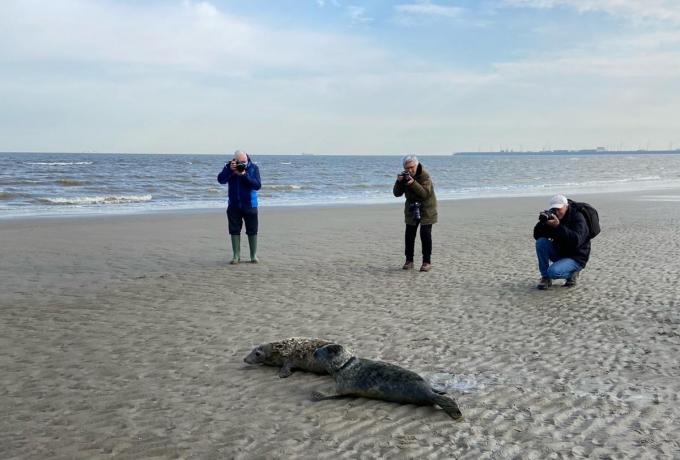 De zeehondjes werden vrijgelaten op het strand in Blankenberge.© WK