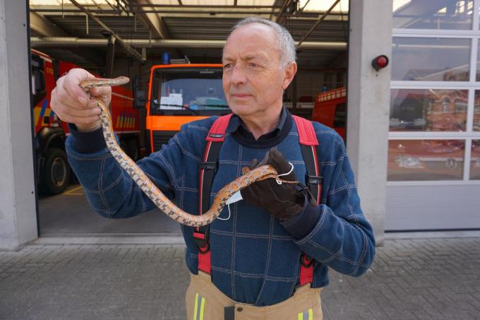 Dirk Vanluchene nam het reptiel zelf mee naar huis.© GS