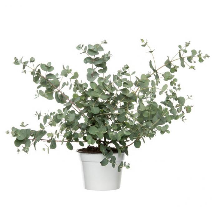 Eucalyptusplant