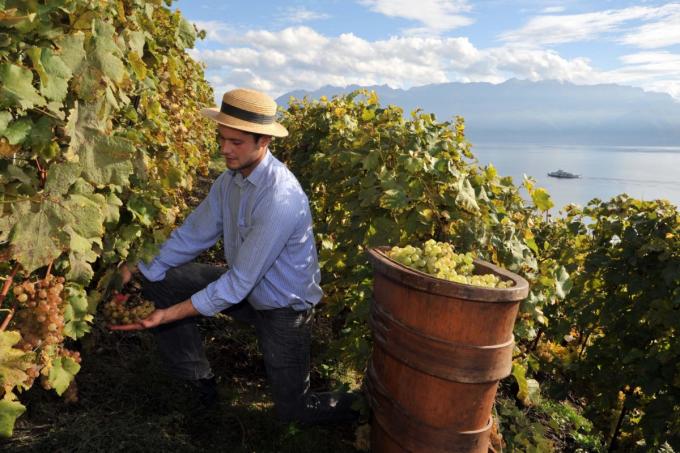 Vendages Lavaux