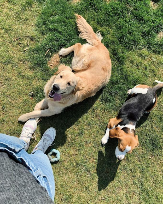 Beagle Ollie en golden retriever Ludo