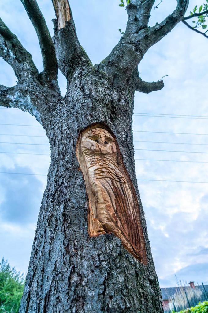 Uil houtsnede in een boom in de Rene Declercqlaan© Kurt De Schuytener