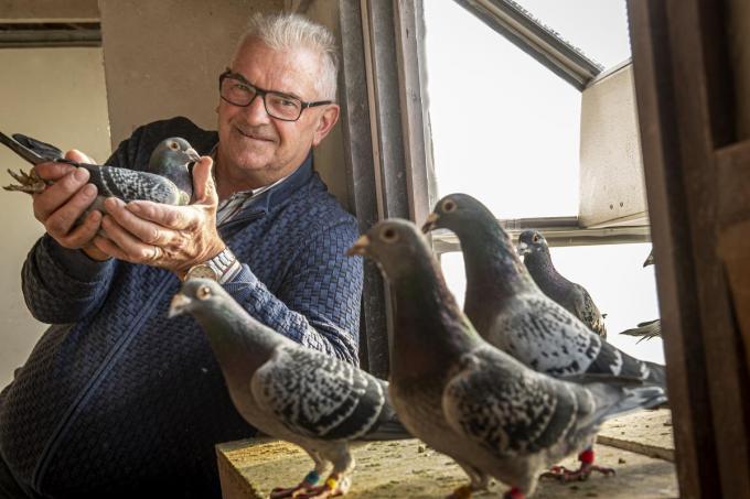 Joël Verschoot is tevens de ‘vader’ van prijsduif Armando, hier te zien op de foto.©JOKE COUVREUR