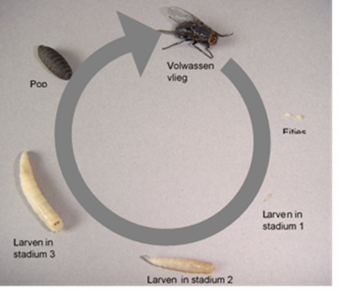 De cyclus die een vlieg doormaakt.© GF