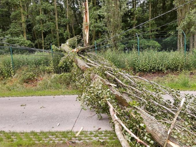 De omgevallen boom raakte enkele elektriciteitskabels.© BF