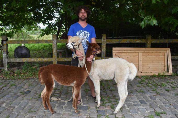 Olivier Petillion met alpaca’s Pol (de witte) en Jos (de bruine).