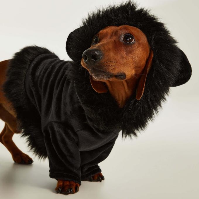 Veste pour chien