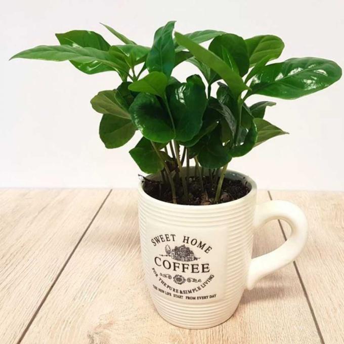 Koffieplant