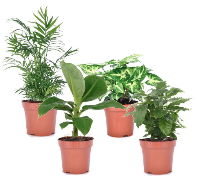 Set de 4 plantes