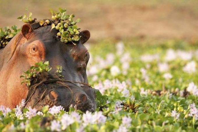 Biodiversité par pays