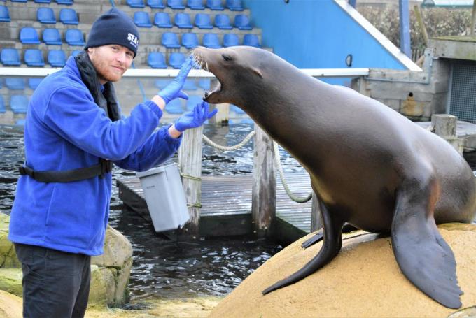 Ook dierenverzorger Jonathan Meul en zeeleeuw Milo zijn klaar om vanaf vrijdag weer publiek te ontvangen. (foto WK)