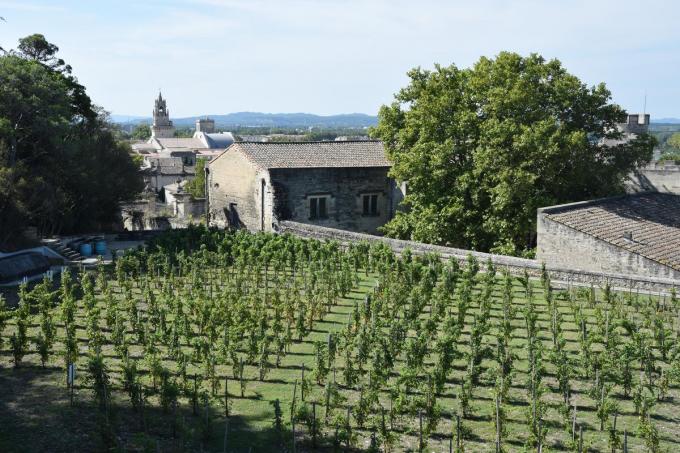 Zelfs vlak bij de top van het Pausenpaleis in Avignon is er een wijngaard.