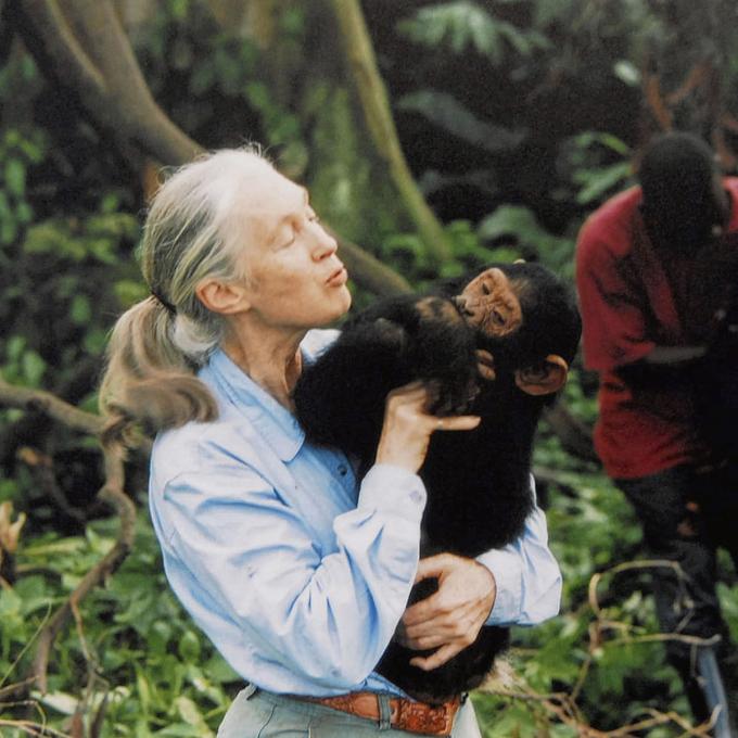 Actrice Jane Goodall