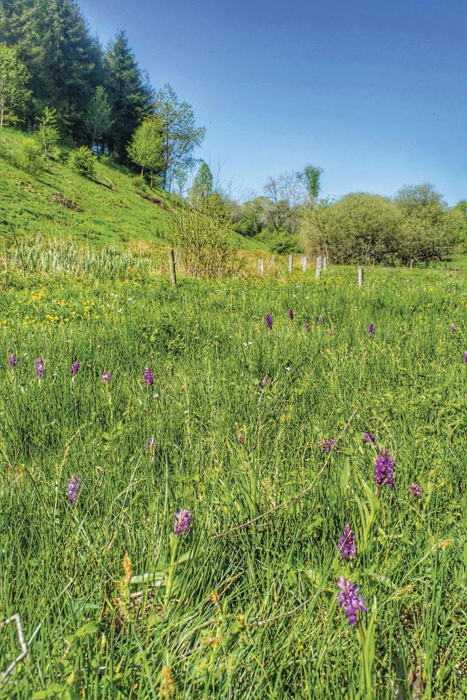 Pour qu'une prairie soit à haute valeur biologique, on doit pouvoir y observer au moins quinze espèces intéressantes de plantes à plusieurs endroits de celle-ci.