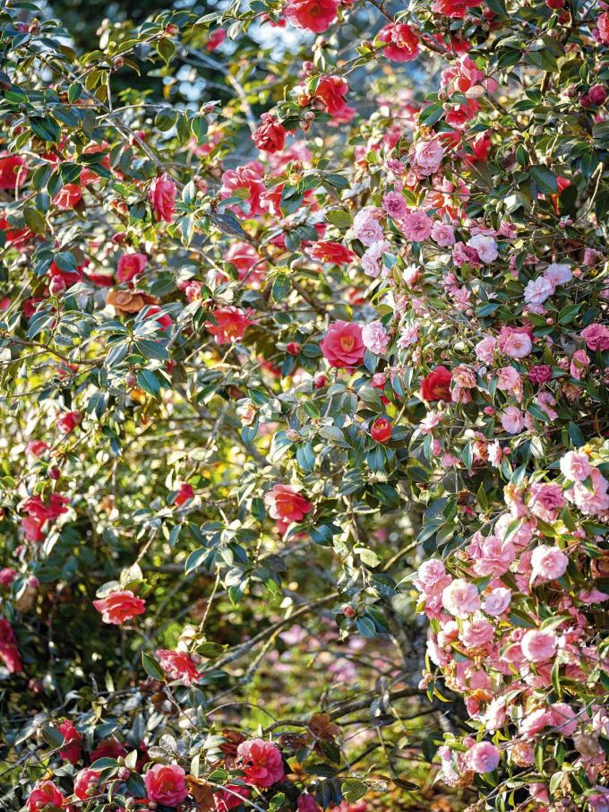 More than 2000 varieties of camellias live together in perfect harmony in Gaujacq's kindergarten.