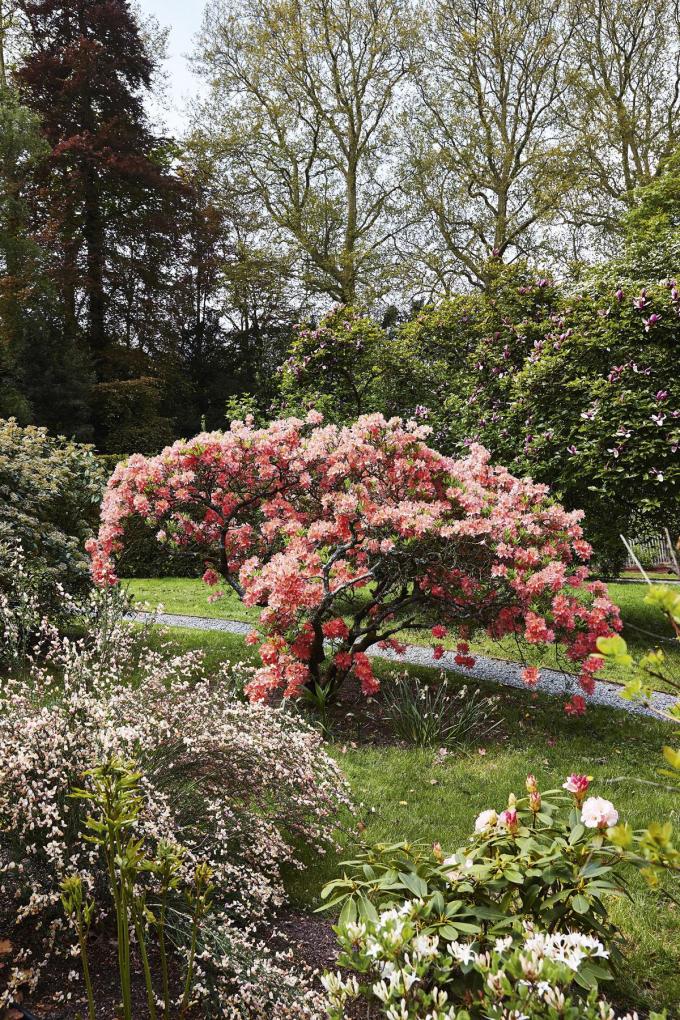 De tuin is een prachtige verzameling van honderden bloemen en planten: hier een van de dertig azaleastruiken.