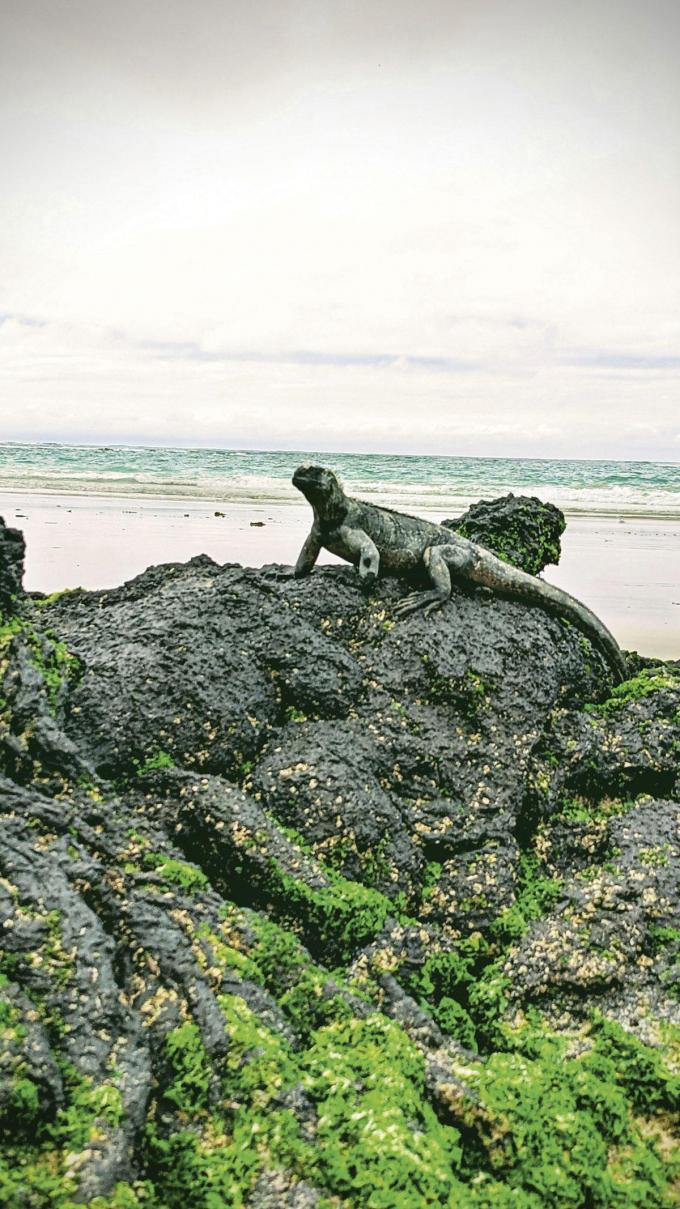 Leguanen ontmoeten op de Galapagoseilanden.