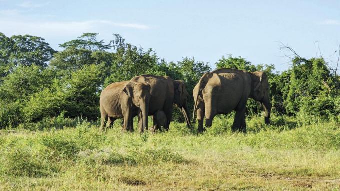 Loslopende olifanten in Udawalawe, Sri Lanka.
