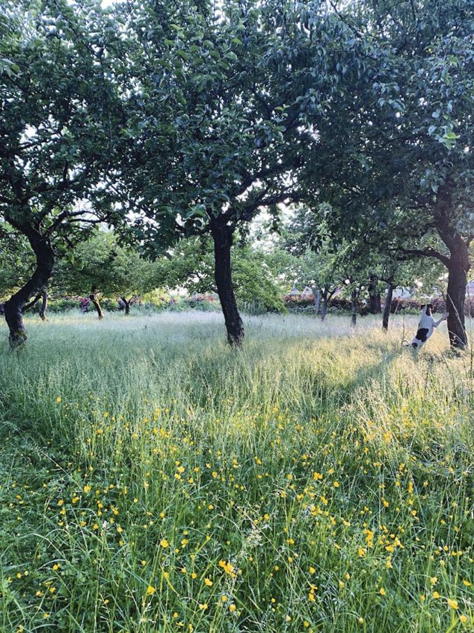ZOÉ, HEVERLEE ‘In Denemarken zag ik een tuin met grote bomen waarin enkel de paadjes gemaaid waren. Dat wilde ik ook en Maai Mei Niet was de klik om dat te doen. De tuin barst van het leven, het gras is gezond.’ Reacties opgetekend door Nel Lauwerier
