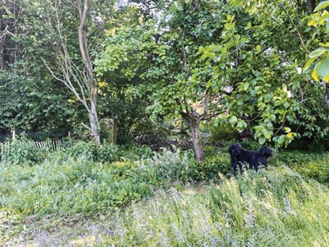 PIETER EN NINA, VLOESBERG ‘Onze wilde tuin is een speelparadijs voor onze twee honden en  vijf poezen, ons ongerept stukje  bos is een paradijs voor onze kippen  en wilde fazanten.’