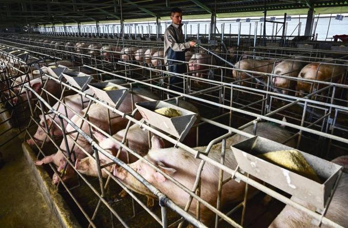 Tous les dérèglements s’incarnent dans le cochon, selon Erik Orsenna: l’élevage industriel, la maltraitance, les pollutions, les maladies.