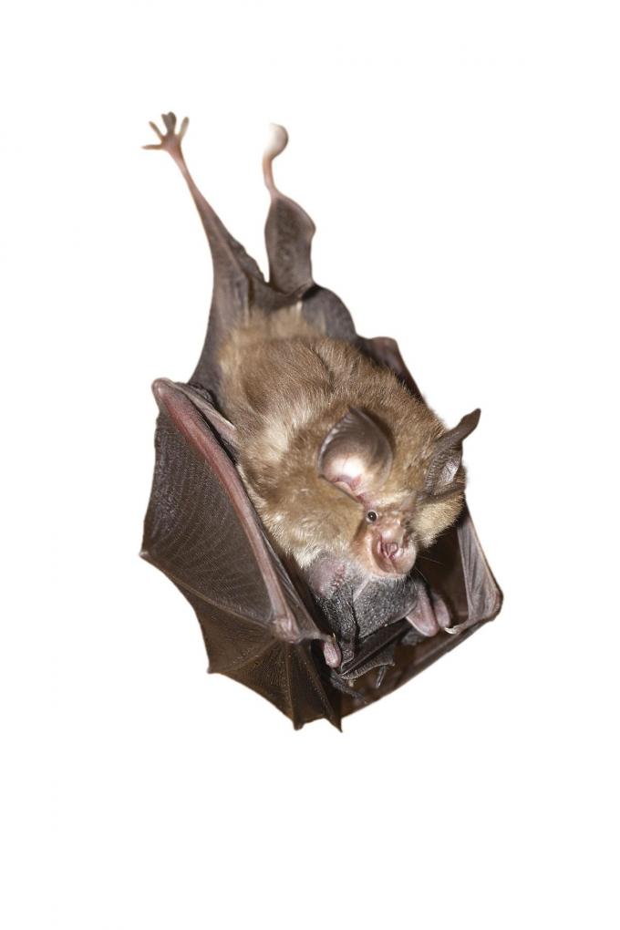 Bats are essential to our ecosystem.