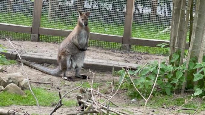 Kangeroe Yamba zag het niet zitten om even te poseren bij z'n oma Suzy.