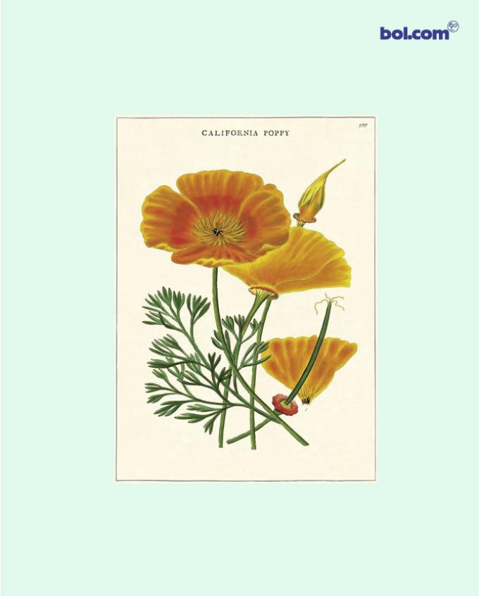 Poster met klaprozen