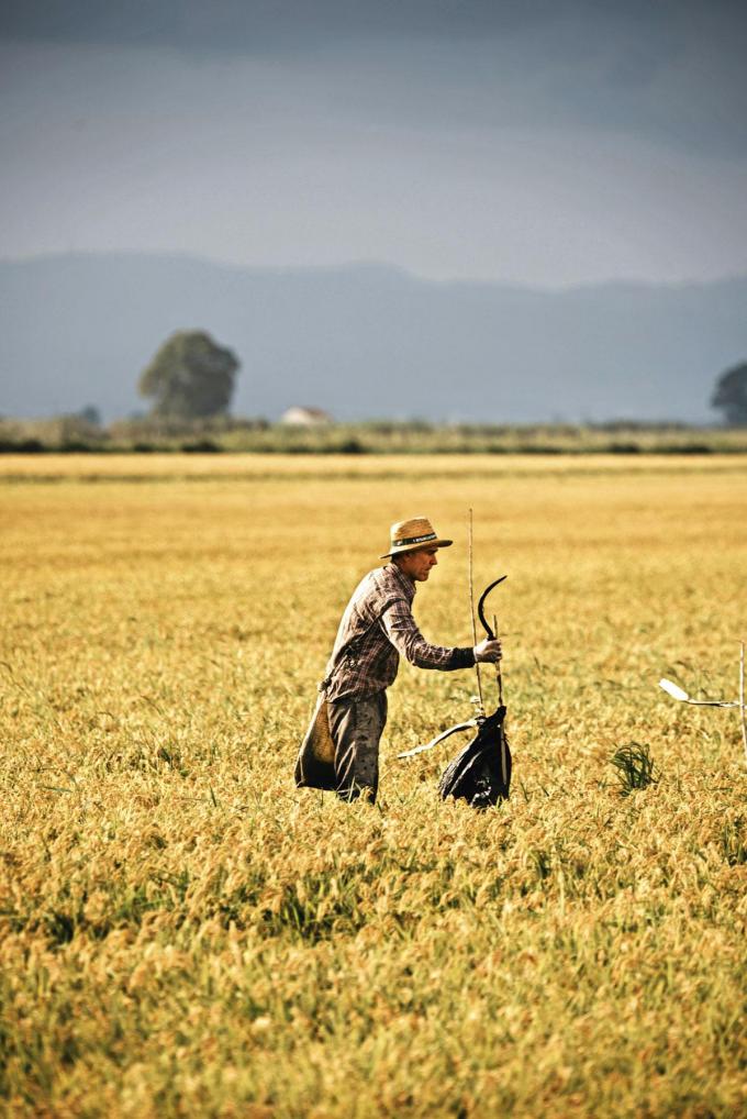 Dans le Delta, un homme disparaît de plus en plus profondément dans les rizières.