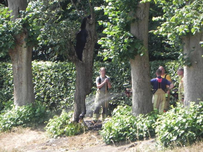 Passanten in het Sterrebos merkten zondagmiddag omstreeks 15 uur plots een brandende boom op.