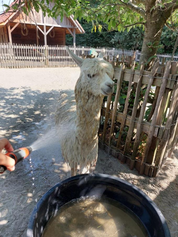 Suri Alpaca Milagros aan het genieten van een douche.