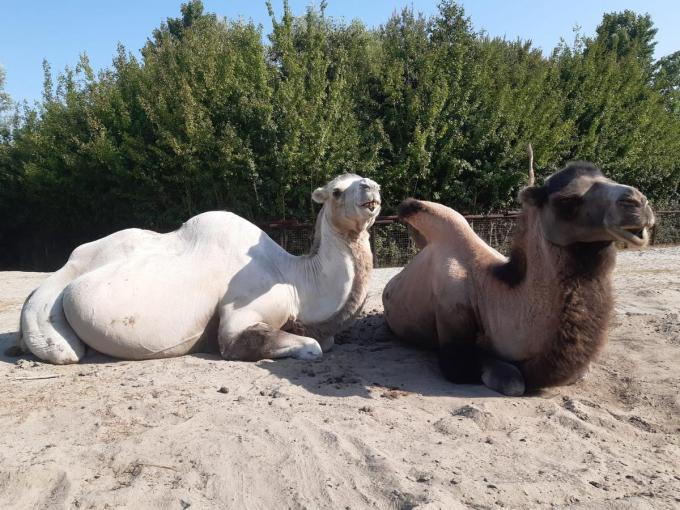 Kamelen Joep (links) en Nelis (rechts) hebben geen last van de warmte en blijven lekker in de zon liggen.