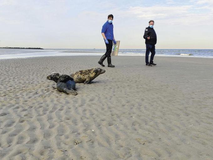 Eighty seals have been counted on Ostende beach alone in the last two years.