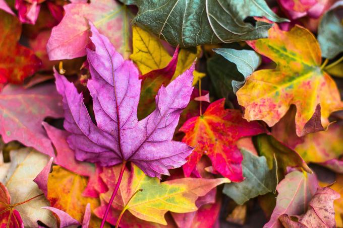 Les feuilles mortes qui forment un tapis de couleurs 