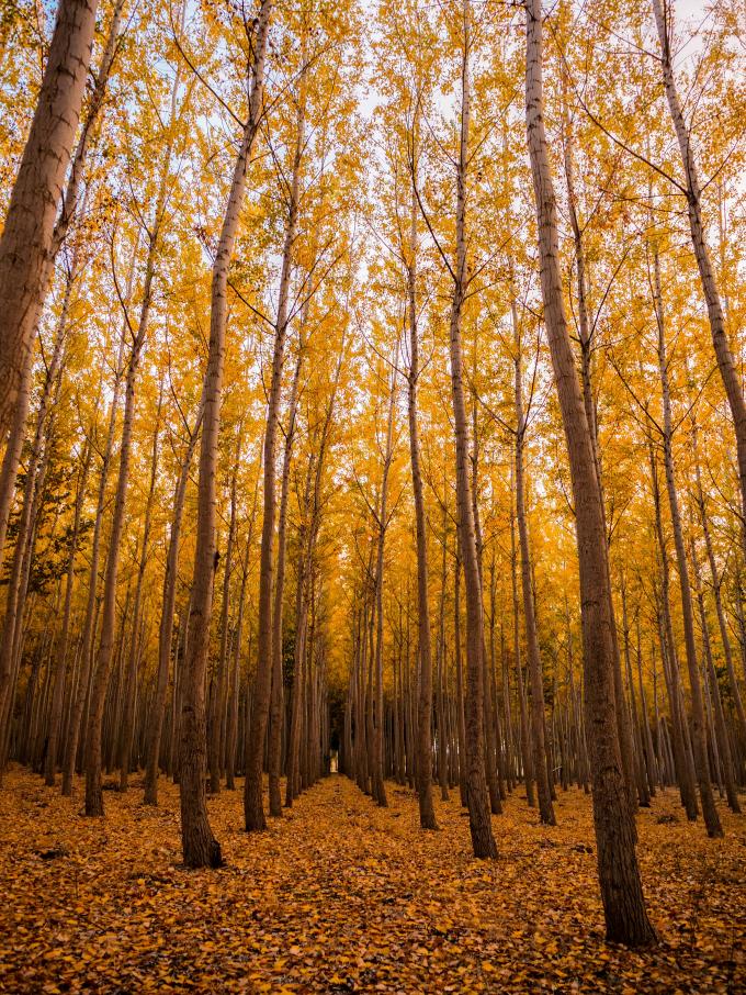 Les balades vivifiantes en forêt dans l’air frais de l’automne 