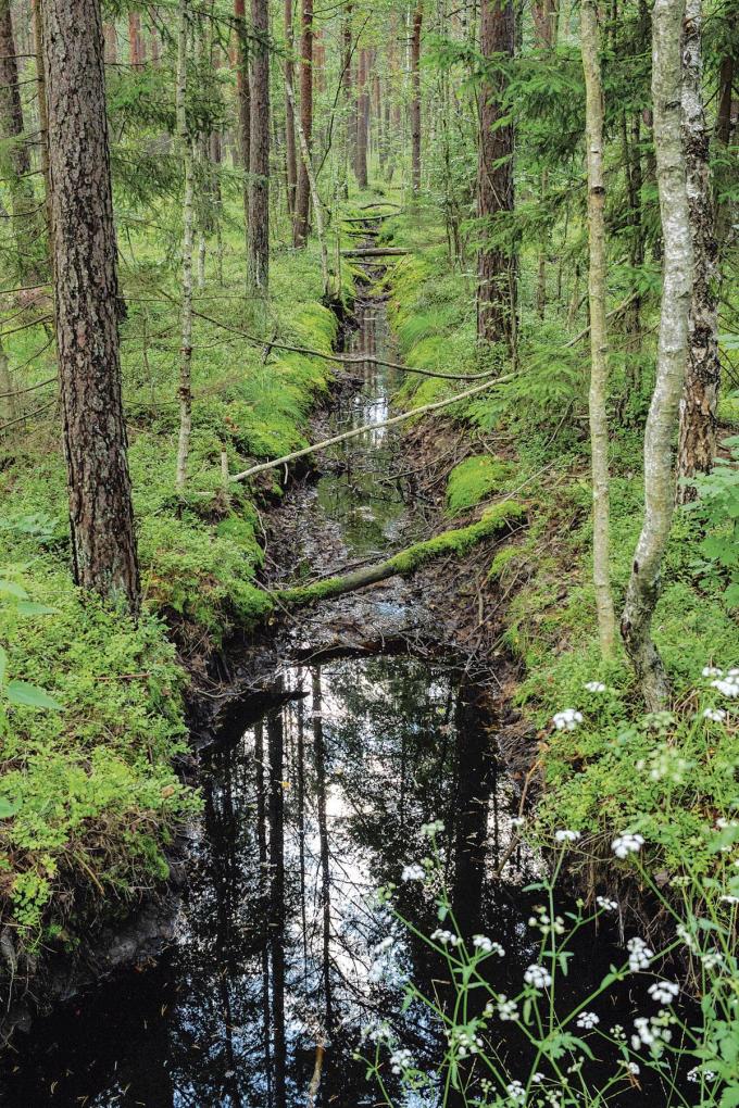 La forêt de Bialowieza, 125 000 hectares chevauchant la frontière entre la Pologne et le Bélarus: la dernière primaire d’Europe.