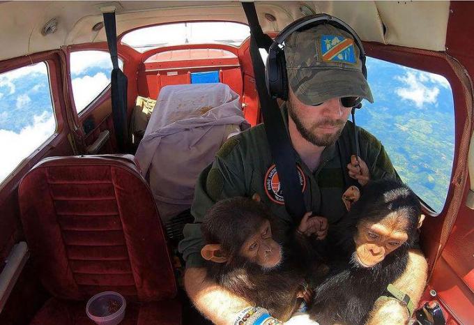 Anthony regularly transports chimpanzee orphans to a shelter.  (girlfriend)