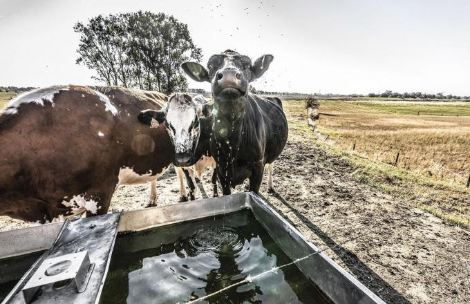 ‘In de winter regent het meer en sneeuwt het minder, waardoor de waterbuffer voor de zomer kleiner wordt.’